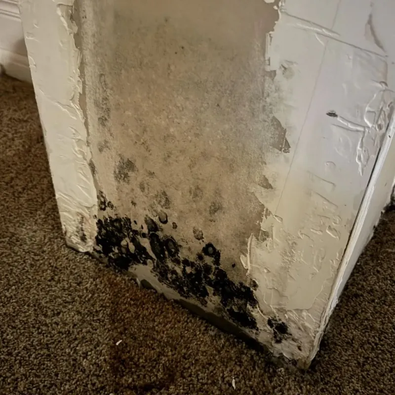 Professional Mold Removal in Mooresville, NC